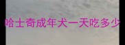 哈士奇成年犬一天吃多少