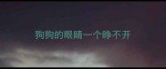 狗狗的眼睛一个睁不开