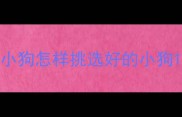 小狗怎样挑选好的小狗