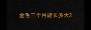 金毛三个月能长多大