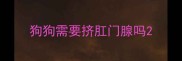 狗狗需要挤肛门腺吗