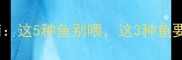 猫咪吃鱼禁忌与营养指南这5种鱼别喂这3种鱼要常吃附科学喂食方案