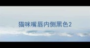 猫咪嘴唇内侧黑色