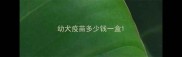 幼犬疫苗多少钱一盒
