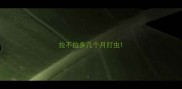 拉不拉多几个月打虫