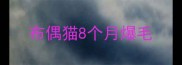布偶猫8个月爆毛