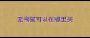 宠物猫可以在哪里买