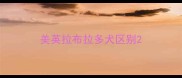 美英拉布拉多犬区别