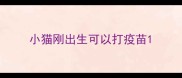 小猫刚出生可以打疫苗