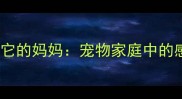哈士奇和它的妈妈宠物家庭中的感人日常