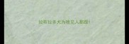 拉布拉多犬为啥见人都跟