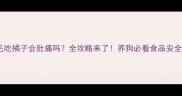 金毛吃橘子会肚痛吗全攻略来了养狗必看食品安全指南