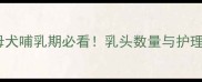 哈士奇母犬哺乳期必看乳头数量与护理全指南