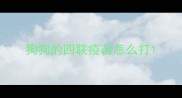 狗狗的四联疫苗怎么打