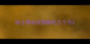 哈士奇幼犬狗粮吃几个月