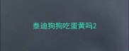泰迪狗狗吃蛋黄吗