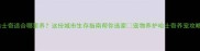 哈士奇适合哪里养这份城市生存指南帮你选家宠物养护哈士奇养宠攻略