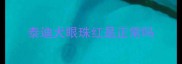 泰迪犬眼珠红是正常吗
