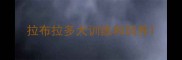 拉布拉多犬训练和饲养