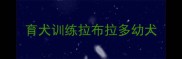 育犬训练拉布拉多幼犬
