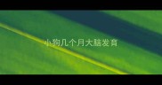 小狗几个月大脑发育