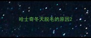 哈士奇冬天脱毛的原因