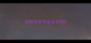 拉布拉多耳朵会长吗