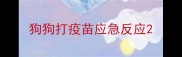 狗狗打疫苗应急反应