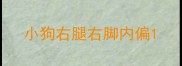 小狗右腿右脚内偏