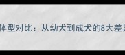 拉布拉多vs萨摩耶体型对比从幼犬到成犬的8大差异附饲养指南