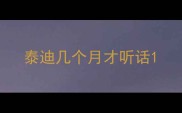 泰迪几个月才听话