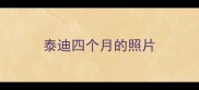 泰迪四个月的照片