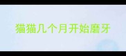猫猫几个月开始磨牙