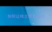如何让哈士奇长胖点