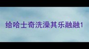 给哈士奇洗澡其乐融融