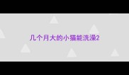 几个月大的小猫能洗澡