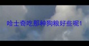 哈士奇吃那种狗粮好些呢