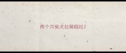 两个月柴犬拉稀呕吐