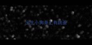 出生小狗身上有跳蚤