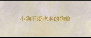 小狗不爱吃泡的狗粮