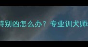 两个月大小狗特别凶怎么办专业训犬师5大纠正训练法