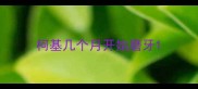 柯基几个月开始磨牙