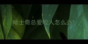 哈士奇总爱咬人怎么办
