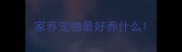 家养宠物最好养什么