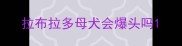 拉布拉多母犬会爆头吗