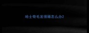 哈士奇毛发很稀怎么办