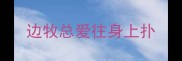 边牧总爱往身上扑