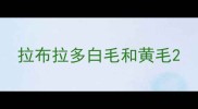 拉布拉多白毛和黄毛