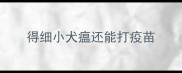 得细小犬瘟还能打疫苗