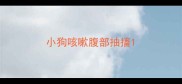小狗咳嗽腹部抽搐